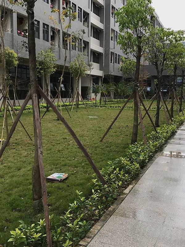 道路綠化養(yǎng)護2