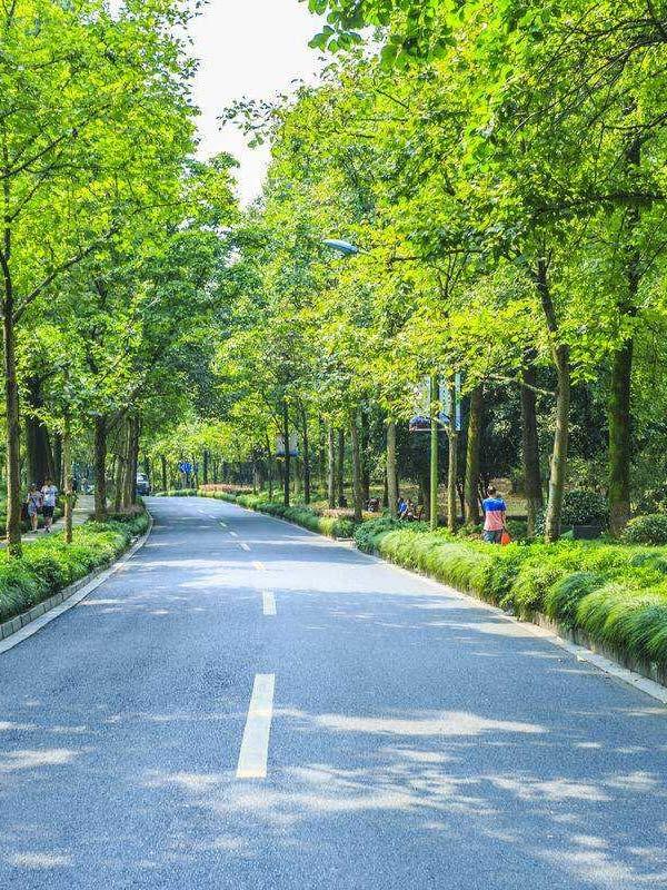 道路綠化養(yǎng)護3
