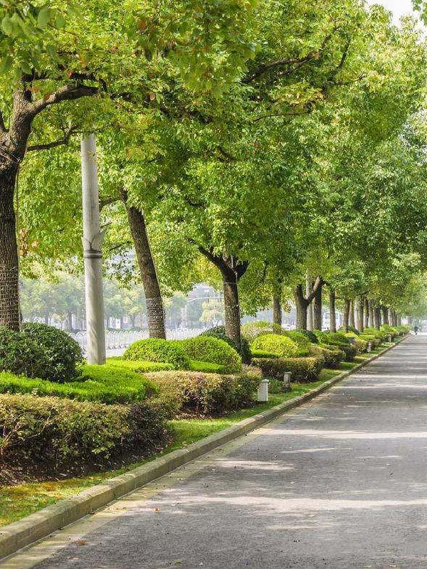 道路綠化養(yǎng)護4